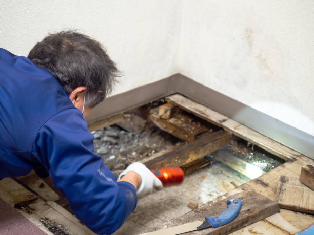 Best Residential Mold Remediation in Mccord, OK