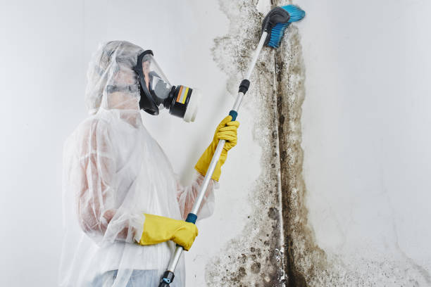 Best Localized Mold Remediation (e.g., coastal areas, humid climates) in Mccord, OK