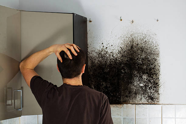 Best Basement Mold Remediation in Mccord, OK