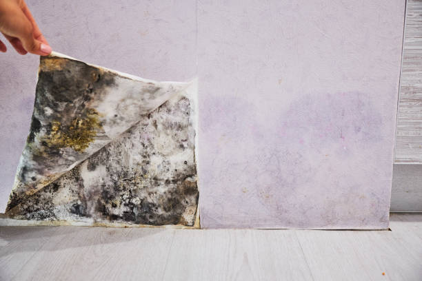 Best Residential Mold Remediation in Mccord, OK